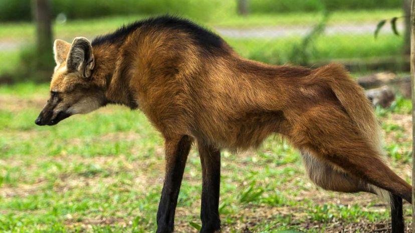 Maned Wolf