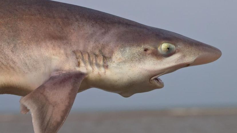 Smooth-hound Shark