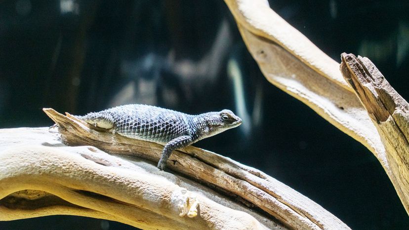 Blue Spiny Lizard