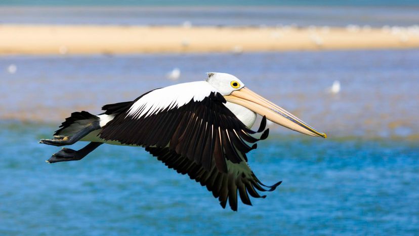 Australian pelican