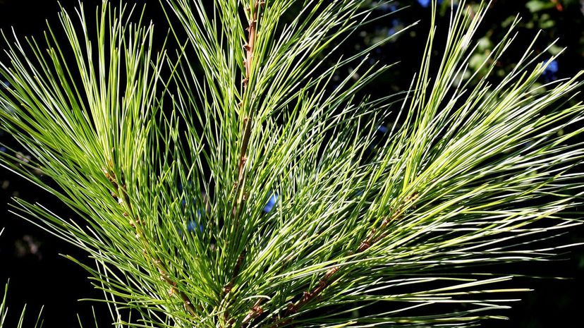 Eastern white pine