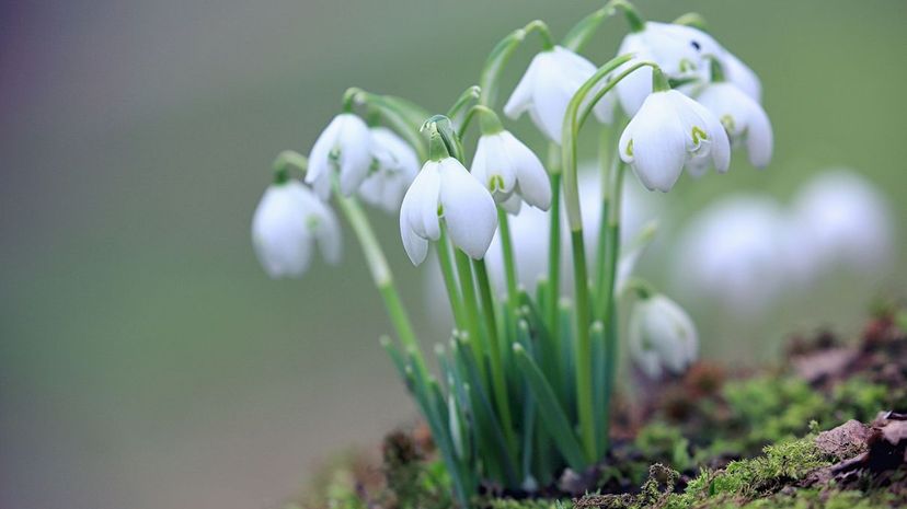 Snowdrops