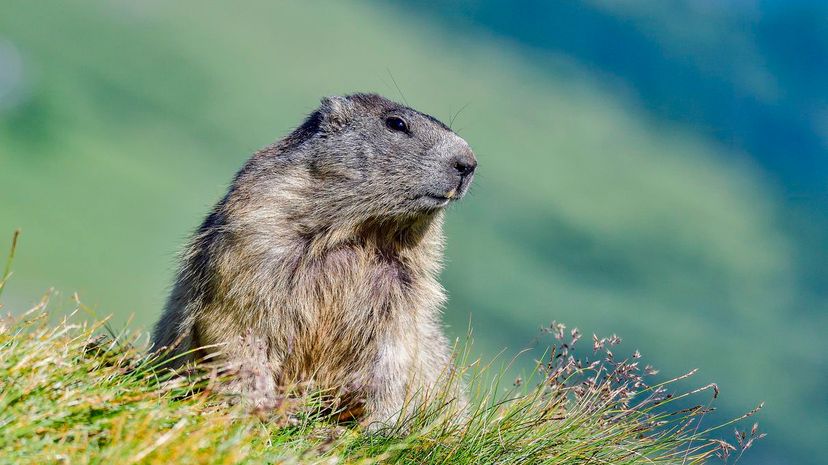 Marmot