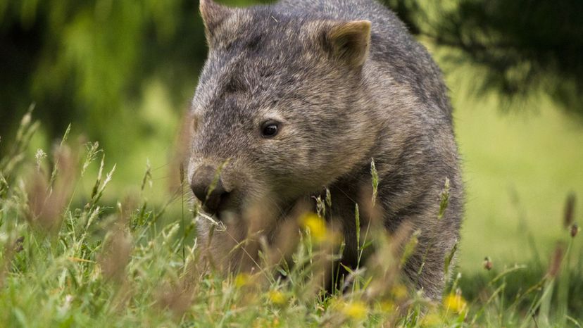 Wombat