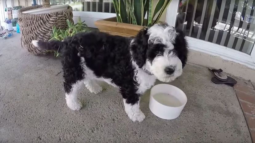 30 Portuguese Water Dog