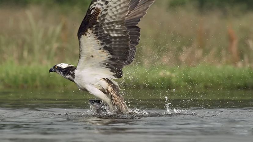 Osprey