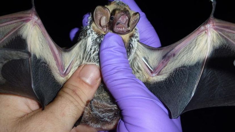 Hoary Bat