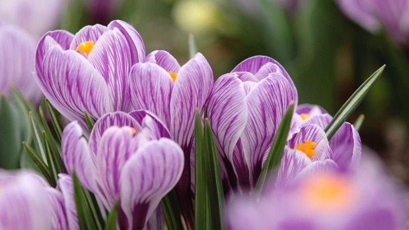 19 Crocus