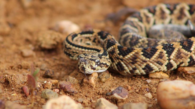 2 Venezuelan Rattlesnake