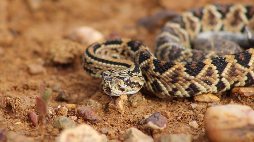 2 Venezuelan Rattlesnake