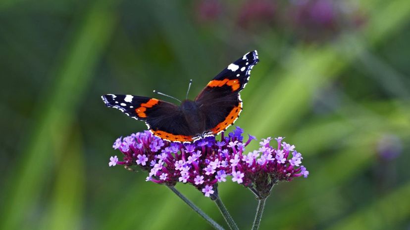 Red Admiral