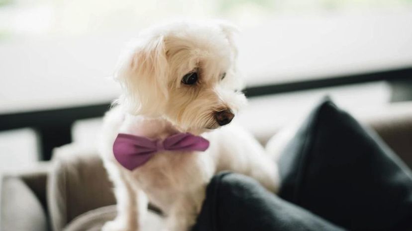 Dog  bowtie