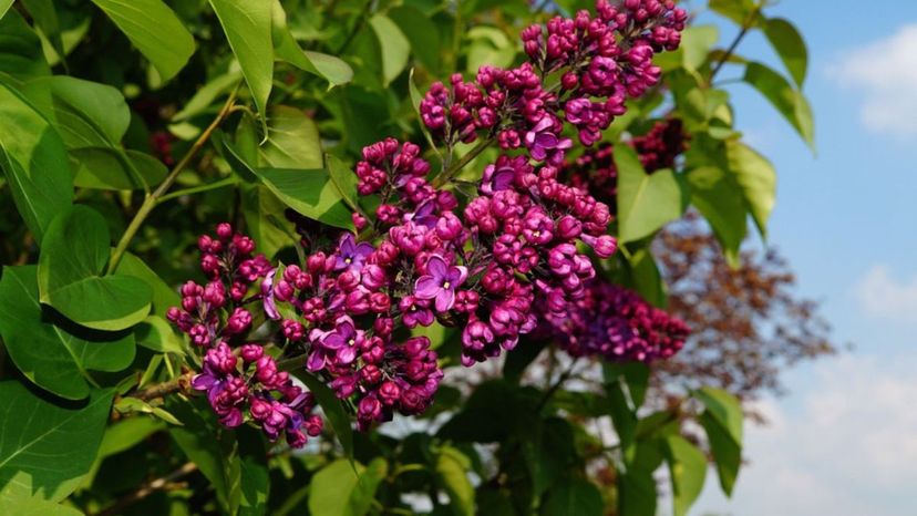 lilac syringa