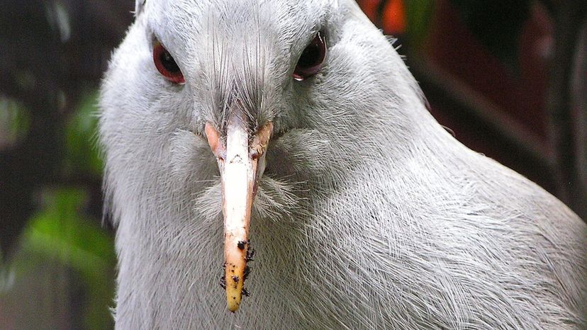 Kagu