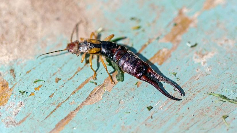 earwig