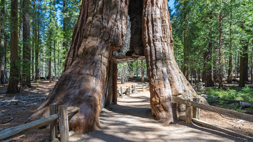 Sequoia National Park