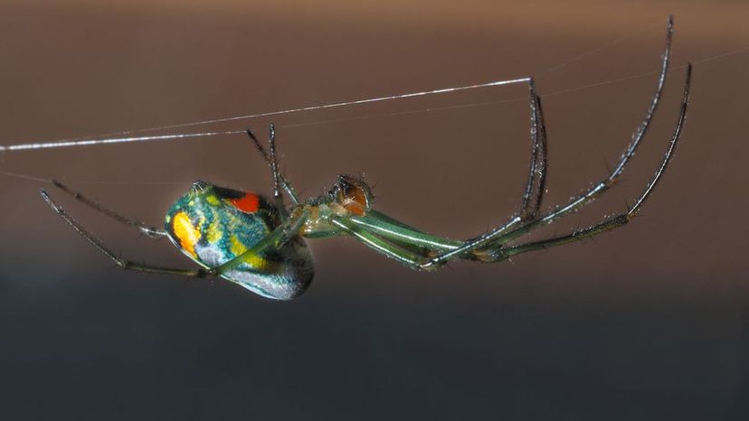 Venusta Orchard Spider