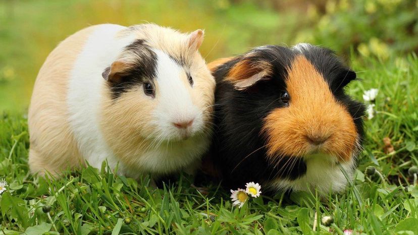 Guinea Pig