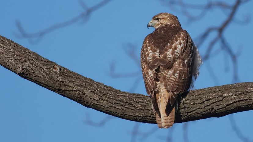 A red-tailed hawk 