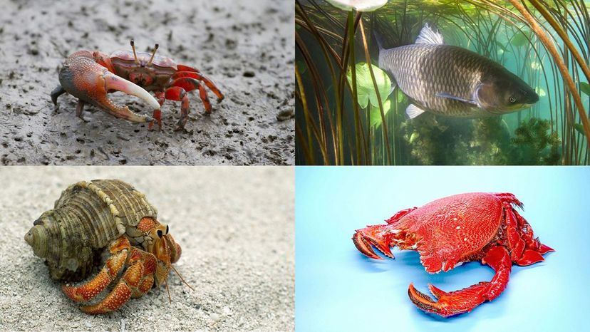 fiddler crab, ranina ranina, hermit crab, carp
