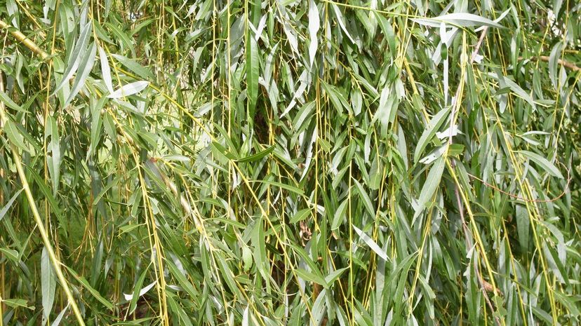 Weeping Willow