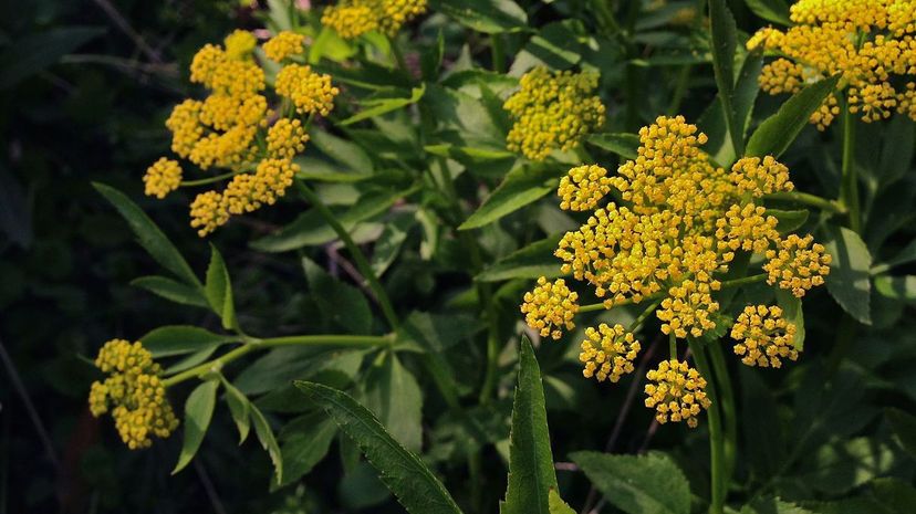 Golden Alexanders