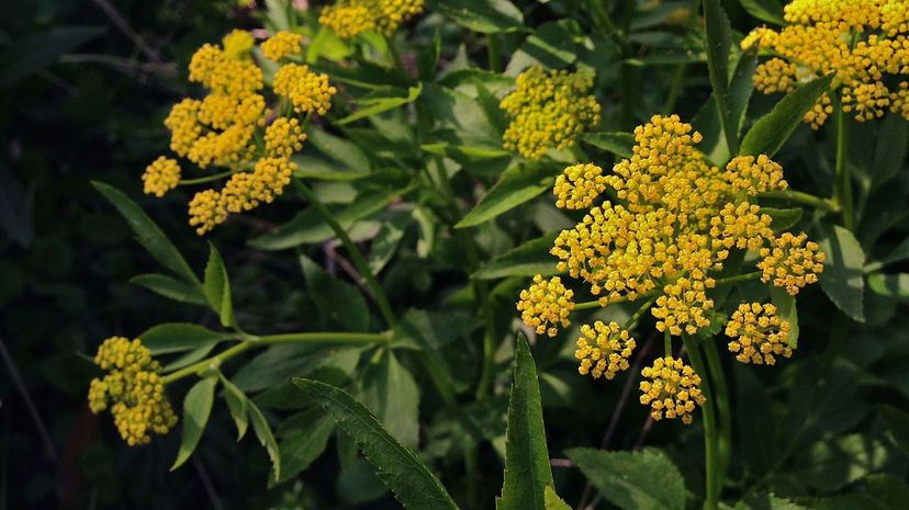 Golden Alexanders