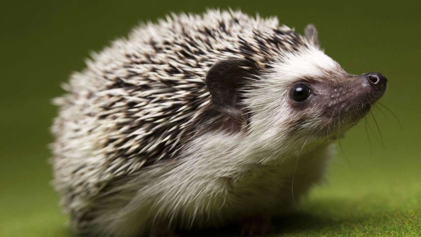 Baby hedgehog