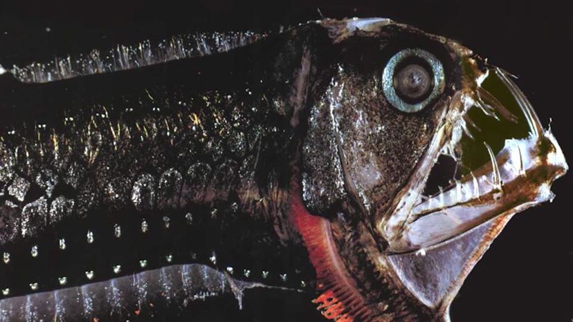 Pacific-viperfish