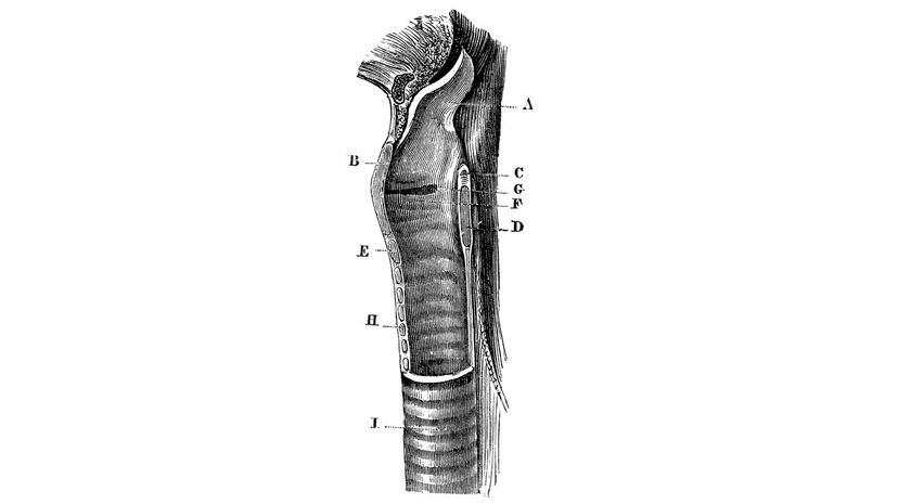 Larynx