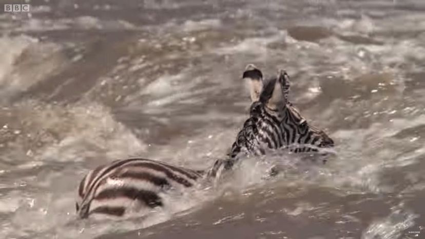 Zebra swim