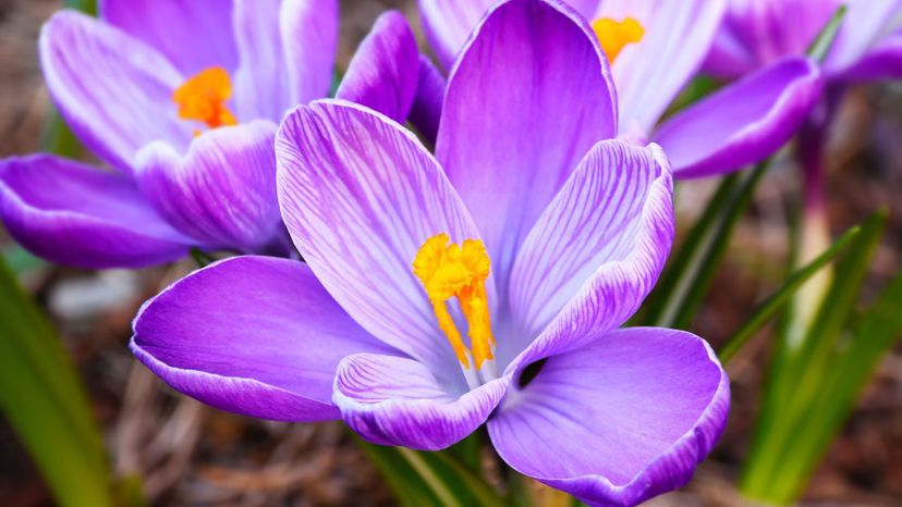 Crocus