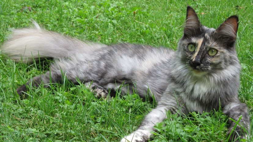 Turkish Angora