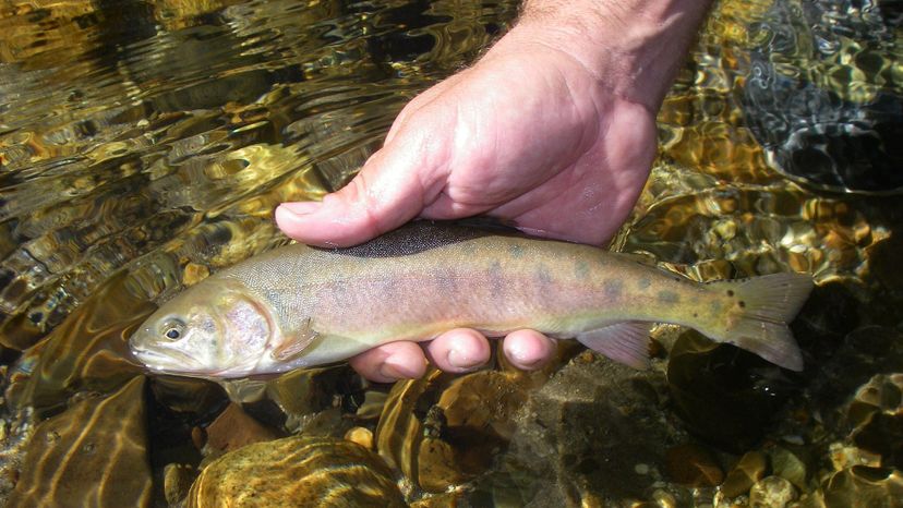 Paiute Cutthroat Trout