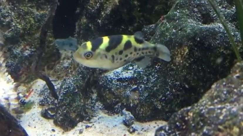 Topaz puffer