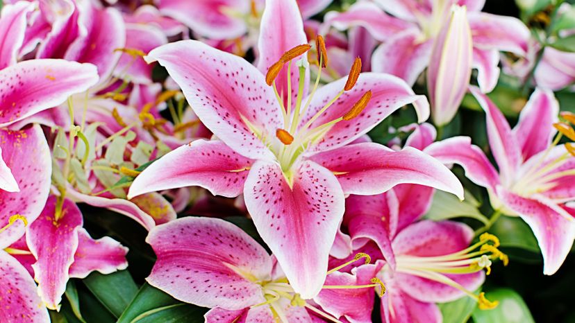 Lily