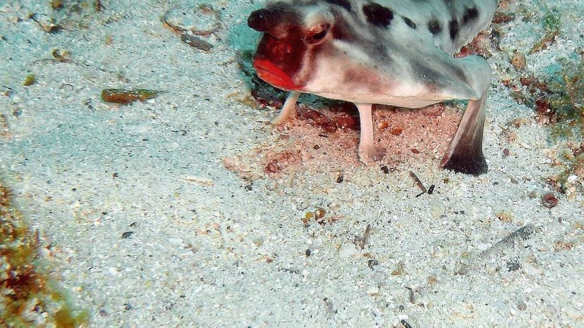 Red-lipped_Bat_fish