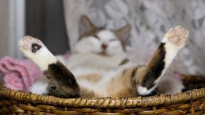 Can You Identify the Animal From Its Paws