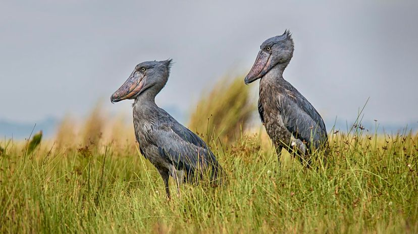 Shoebill