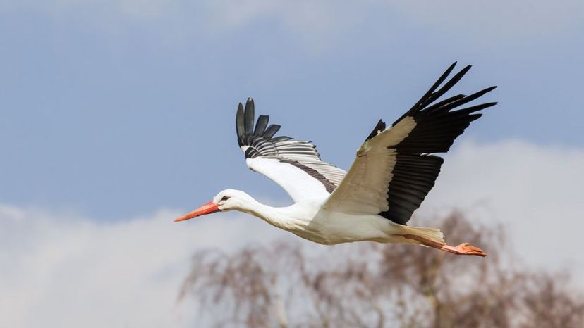 Stork