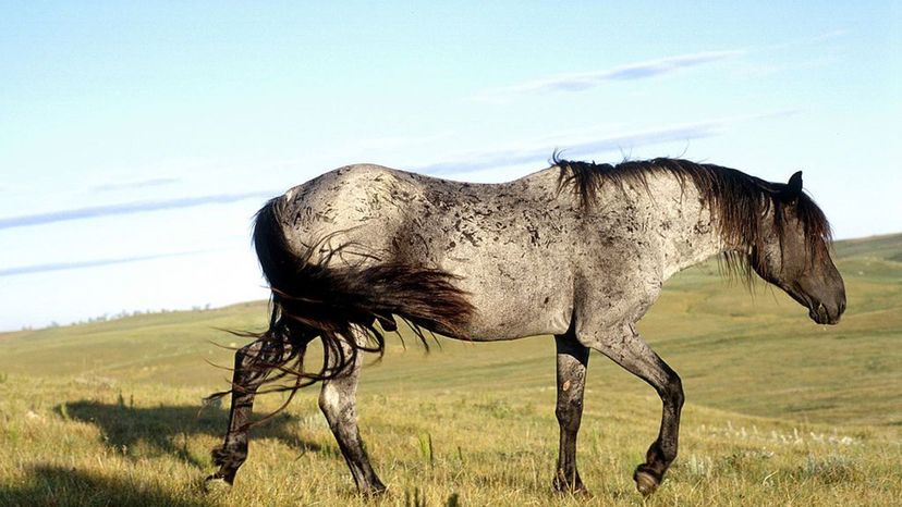 Nokota Horse