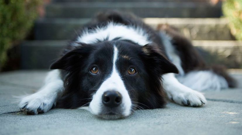 Border Collie lying down