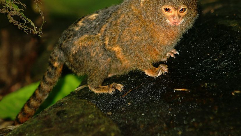 Pygmy marmoset