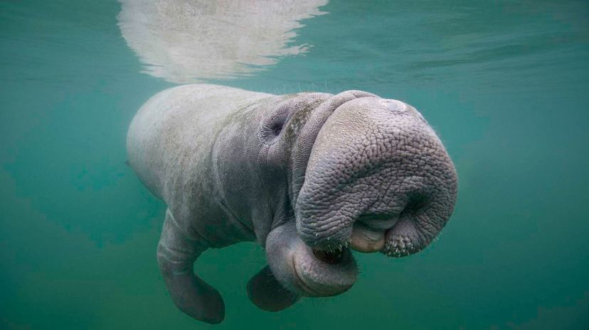 Manatee