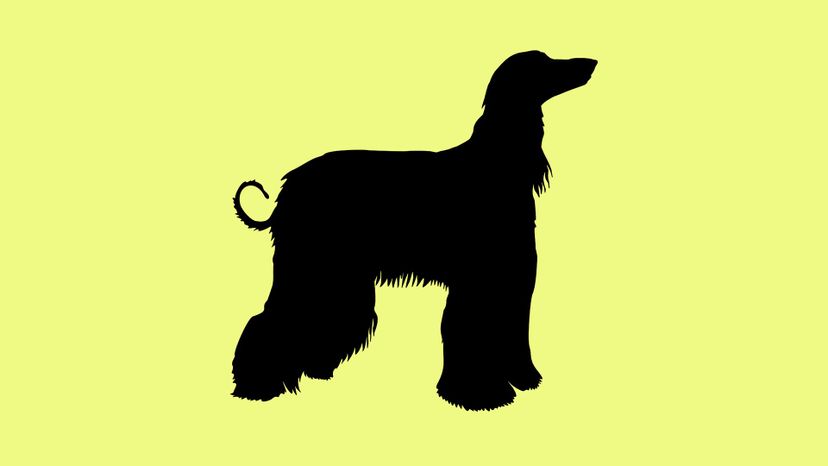 afghan greyhound