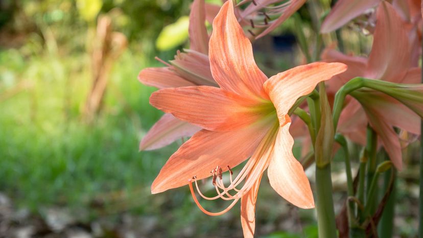 Amaryllis