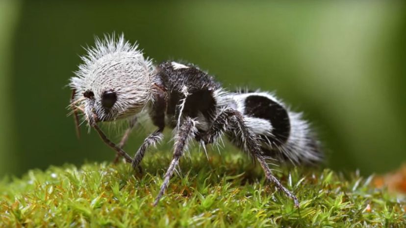 Panda ant