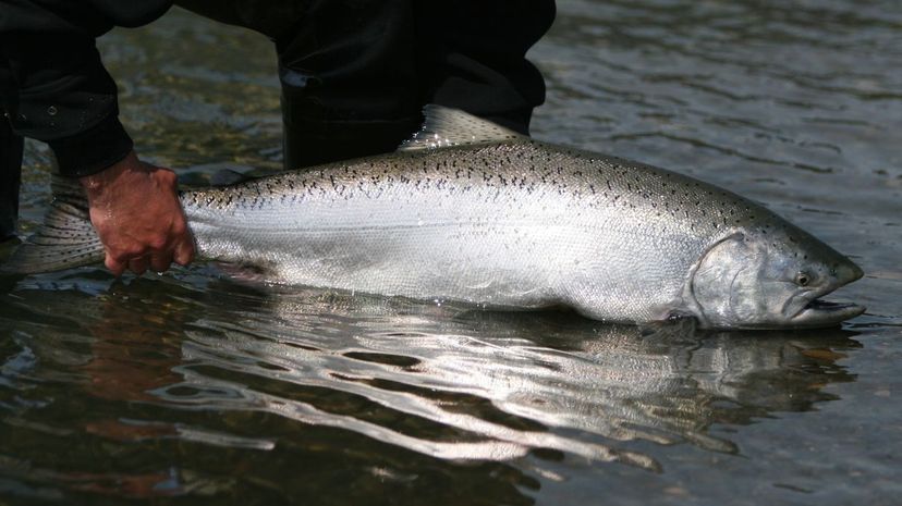 Chinook salmon