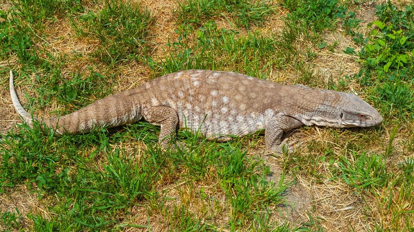 Savannah Monitor