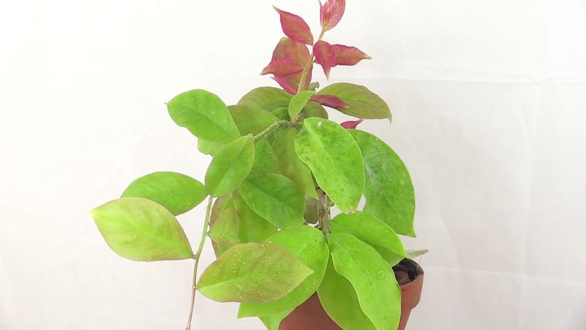 Pereskia aculeata (Barbados gooseberry)